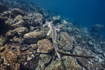 Au Plus pres des Requins