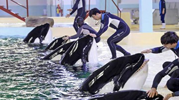 Blackfish 2 (Édition Collector)