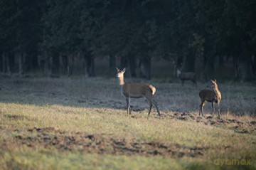 Chambord