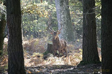 Chambord