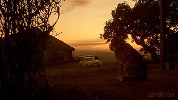 Cujo [Blu-Ray]
