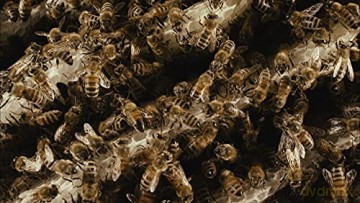 des Abeilles et des Hommes