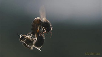 des Abeilles et des Hommes