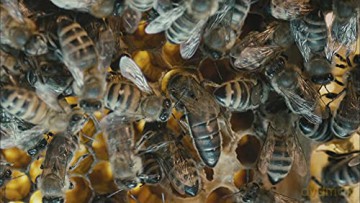 More Than Honey (Więcej niż miód) [Blu-Ray]
