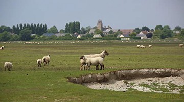 Jeune bergere