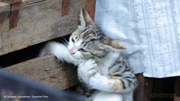 Kedi-des Chats et des Hommes