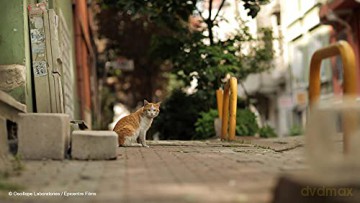 Kedi-des Chats et des Hommes
