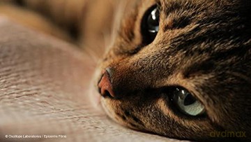 Kedi-des Chats et des Hommes