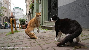 Kedi-des Chats et des Hommes