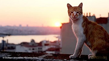 Kedi-des Chats et des Hommes