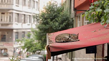 Kedi-des Chats et des Hommes
