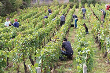 L'Ame du vin