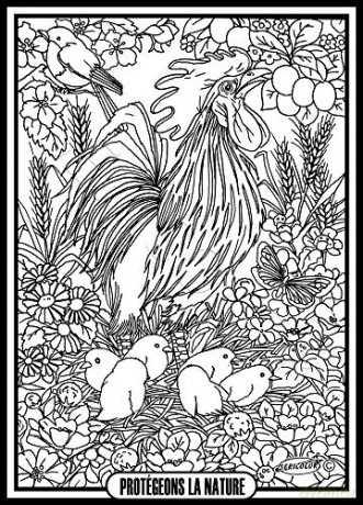 Le Coq ET Ses Poussins - Tableau A COLORIER