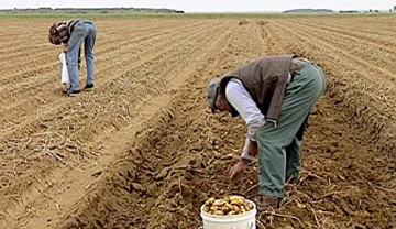 Les Glaneurs et la glaneuse