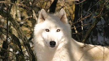 Les Loups du Gévaudan