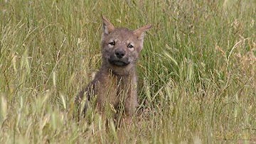 Les Loups du Gévaudan