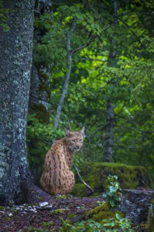LYNX (Édition Limitée)