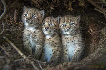 LYNX (Édition Limitée)