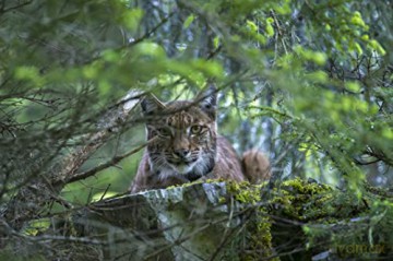 LYNX (Édition Limitée)