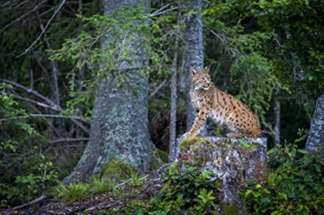 LYNX (Édition Limitée)