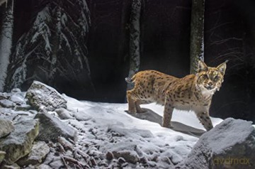 LYNX (Édition Limitée)