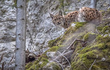 LYNX (Édition Limitée)