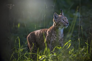 LYNX (Édition Limitée)