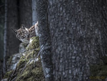 LYNX (Édition Limitée)