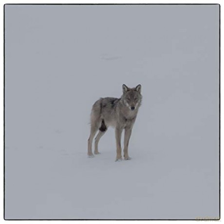 Marche avec Les Loups