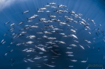 Méditerranée, l'odyssée pour la vie