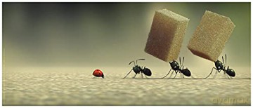Minuscule, la vallée des fourmis perdues (Combo)