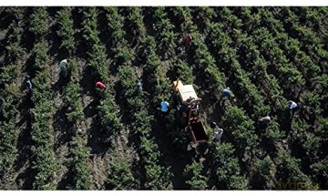 Vendanges