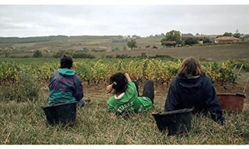 Vendanges