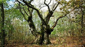 Le Temps des forets