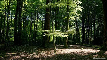 Le Temps des forets