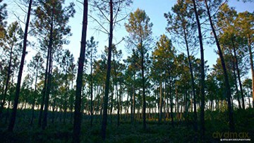 Le Temps des forets