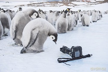 March of the Penguins 2 (Marsz pingwinów 2: Przygoda na krańcu świata) [Blu-Ray]