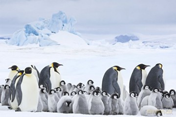 March of the Penguins 2 (Marsz pingwinów 2: Przygoda na krańcu świata) [Blu-Ray]