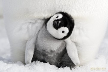 March of the Penguins 2 (Marsz pingwinów 2: Przygoda na krańcu świata) [Blu-Ray]