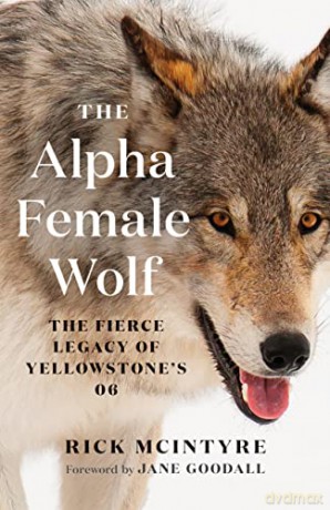 Alpha Female Wolf Fierce Legacy Yelloh - Rick Mcintyre [KSIĄŻKA]