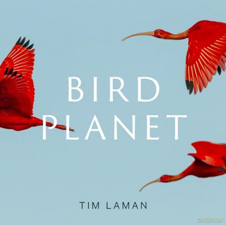 Bird Planet - Tim Laman [KSIĄŻKA]