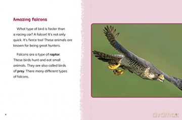 Falcons - Jaclyn Jaycox [KSIĄŻKA]
