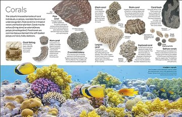 Fossil - Dk [KSIĄŻKA]