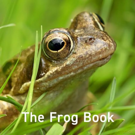 Frog Book - Jo Byrne [KSIĄŻKA]