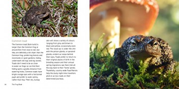 Frog Book - Jo Byrne [KSIĄŻKA]