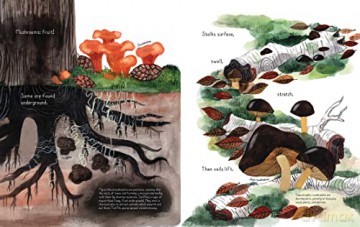 Fungi Grow - Maria Gianferrari [KSIĄŻKA]