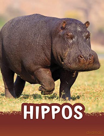 Hippos - Jaclyn Jaycox [KSIĄŻKA]