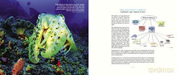 Nautilus Beautiful Survivor - Wolfgang Grulke [KSIĄŻKA]