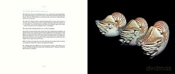 Nautilus Beautiful Survivor - Wolfgang Grulke [KSIĄŻKA]