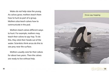 Orca Cows - Jaclyn Jaycox [KSIĄŻKA]